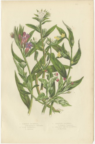 The british gromwells antique - british, gromwells,