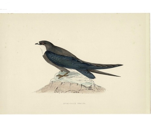 Spine tailed swallow original - spine-tailed,