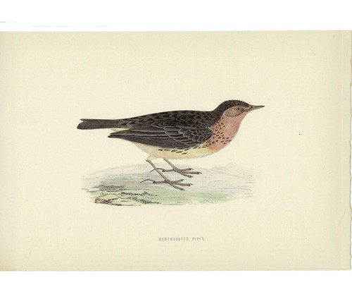 Red throated pipit original - red-throated,